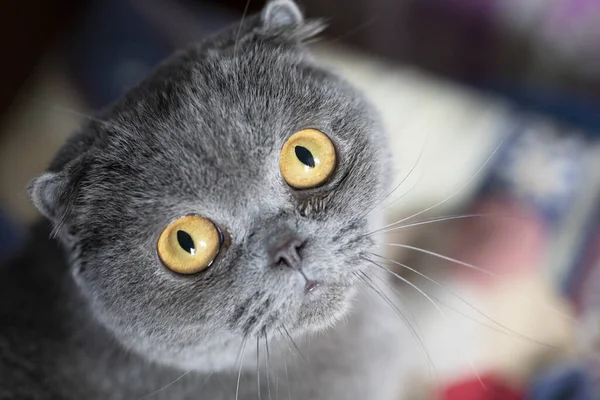 Felis Catus Sfs Scottish Fold Cat Портрет Лежачи Дивані Зниклих — стокове фото