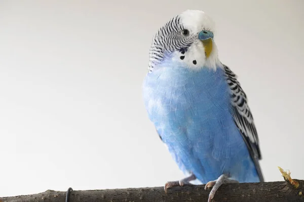 Melopsittacus Undulatus Blå Vågig Papegoja Ljus Bakgrund Porträtt Närbild — Stockfoto