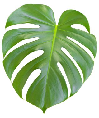 Monstera Güzel yeşil yapraklı ev bitkileri, beyaz arka planda, tasarım ve dekorasyon için element.