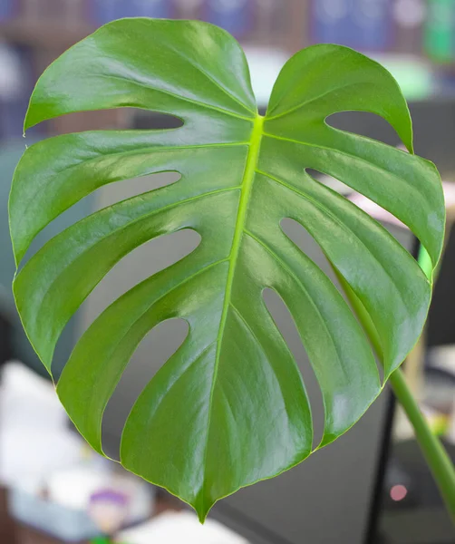 Monstera Güzel Yeşil Yapraklı Bitkileri Tasarım Dekorasyon Elementi — Stok fotoğraf