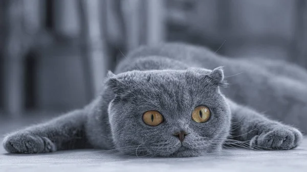 Felis Catus Sfs Scottish Fold Cat Portrait Lying Couch Missing — Stock Photo, Image