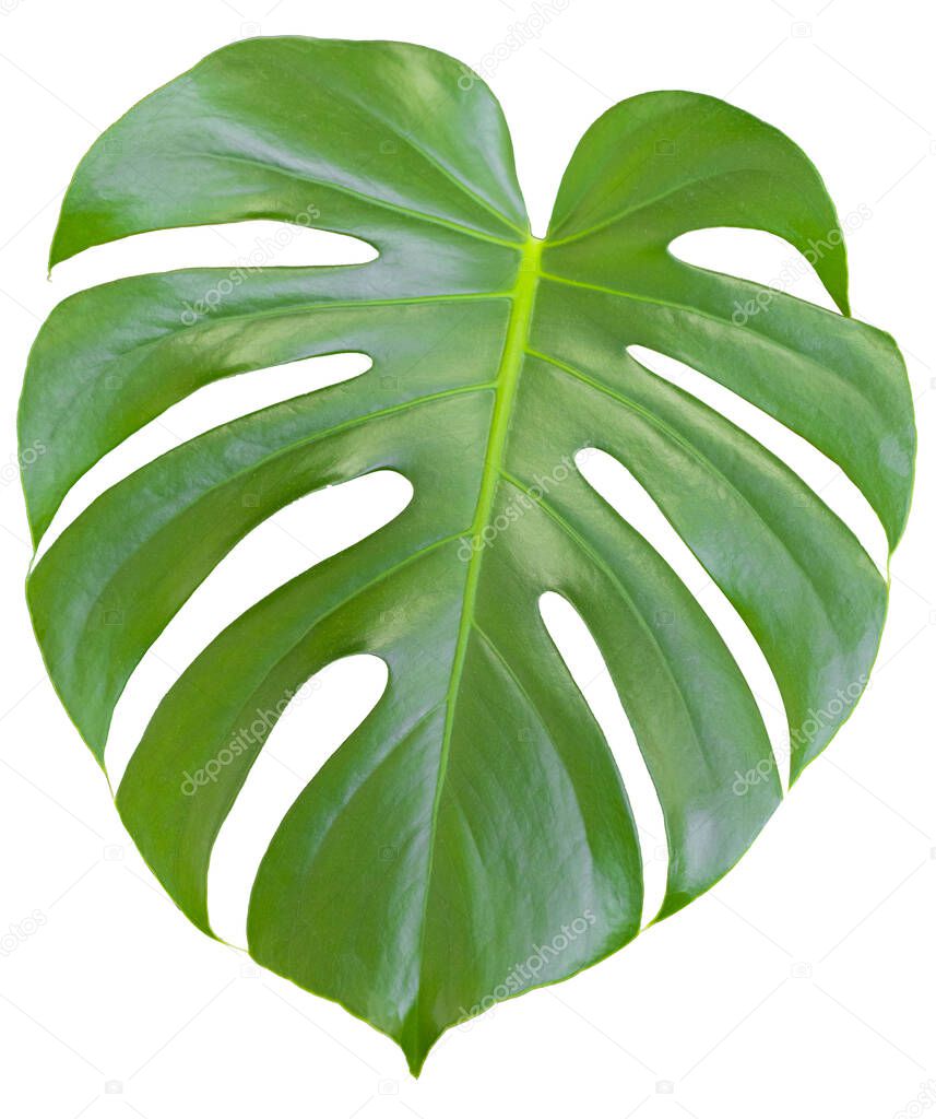 Monstera Beautiful green leaf of houseplants, on a white background, element for design or decoration.