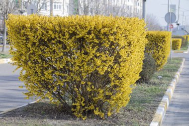 Şehir caddesindeki Forsythian çalıları. Özenle hazırlanmış bitkiler, ilkbaharın başlarında açan parlak sarı çiçekler..