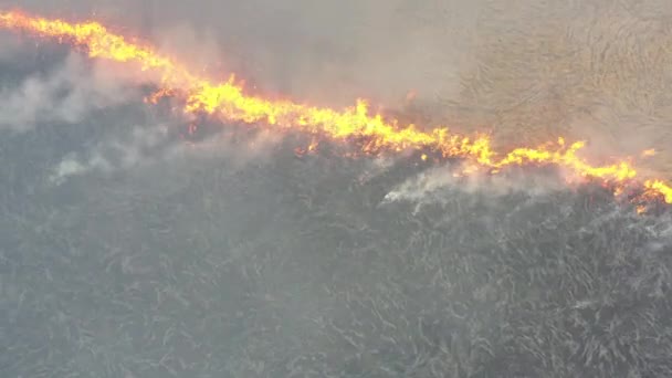 Pálení trávy na louce, výhled na dron — Stock video