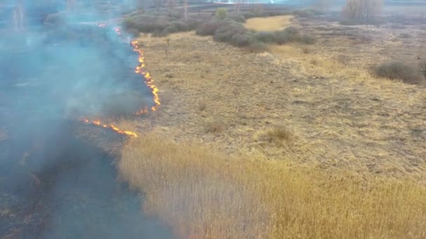 Hierba ardiendo en el prado, vista del dron — Vídeos de Stock