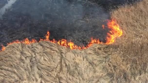 Brûlure d'herbe dans la prairie, vue sur drone 