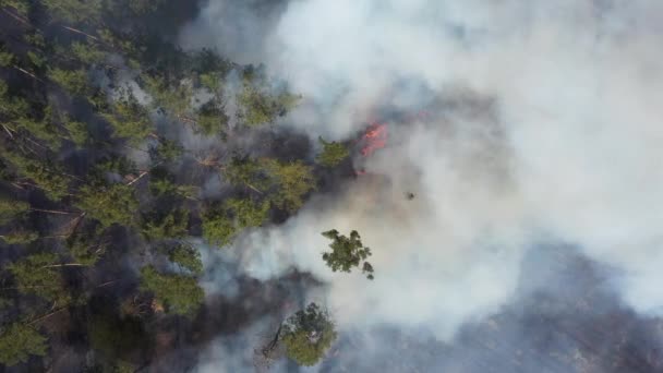 Uitzicht van drone naar vuur in het bos. — Stockvideo