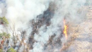 İnsansız hava aracından yangına kadar orman manzarası.