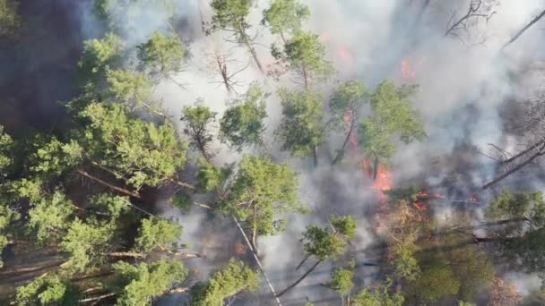 Vista desde el dron hasta el fuego en el bosque . — Vídeo de stock