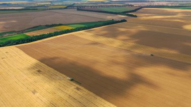 Olgun buğdayın hasat için hazır olduğu bir tarladaki insansız hava aracı görüntüsü..