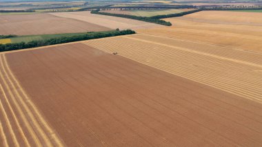 Olgun buğdayın hasat için hazır olduğu bir tarladaki insansız hava aracı görüntüsü..