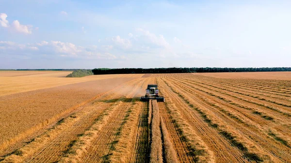 Harvester, a special machine for harvesting. Agricultural machinery works on the field. Drone view