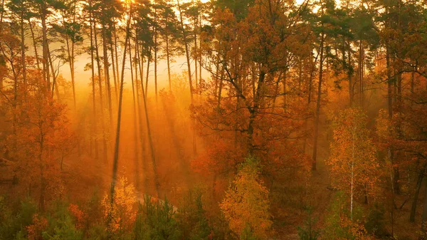 Noite Floresta Outono Raios Sol Fazem Seu Caminho Através Dos — Fotografia de Stock