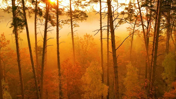 Sera Nella Foresta Autunnale Raggi Del Sole Fanno Strada Tra — Foto Stock