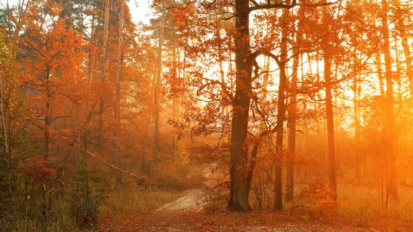 Вечер Осеннем Лесу Луч Солнца Проходит Сквозь Ветви Деревьев Создавая — стоковое фото