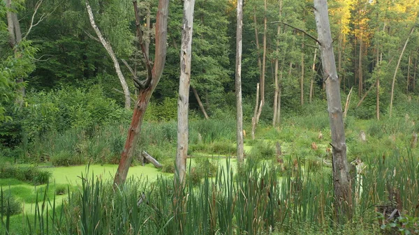 Luchtfoto Van Het Moeras Het Bos Groene Algen Bedekken Het — Stockfoto