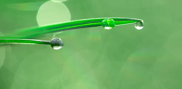 Green Natural Fresh Background Large Drops Dew Fresh Green Grass — Stock Photo, Image