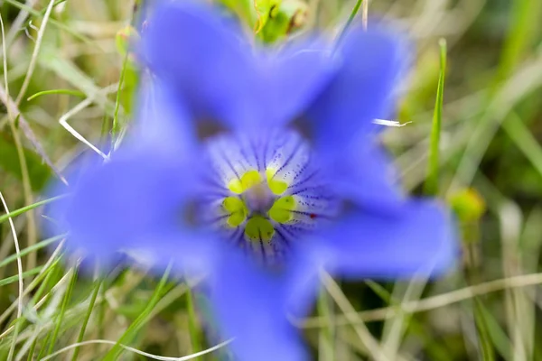 Fechar Flor Azul Com Fundo Borrado — Fotografia de Stock