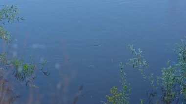 Bir çubuk üzerinde balık yakalamak için