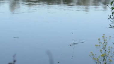 Bir çubuk üzerinde balık yakalamak için