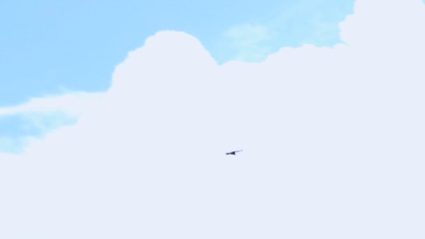 Орёл в голубом небе — стоковое видео