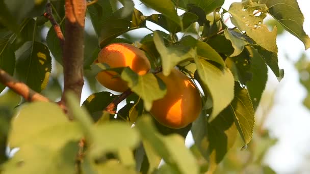 Aprikosen auf einem Ast. — Stockvideo