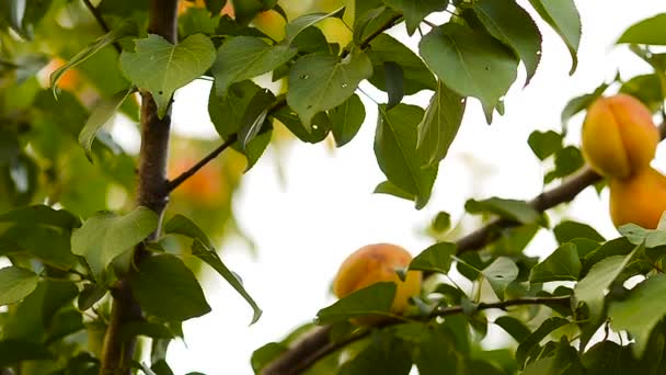 Aprikoser på en trädgren. — Stockvideo