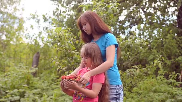 Fresas en las manos de las niñas . — Vídeos de Stock