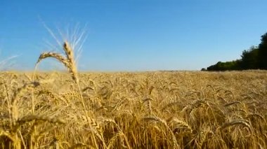 alan altın buğday ile.