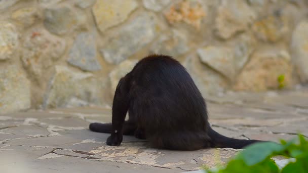 Μαύρη γάτα πλένει paws με γλώσσα. — Αρχείο Βίντεο