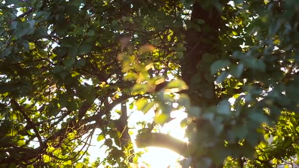 Šustění stromy s listy na vítr — Stock video