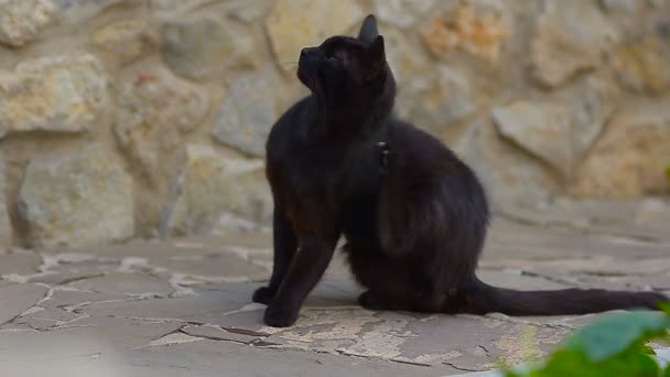 Чёрная кошка царапается — стоковое видео