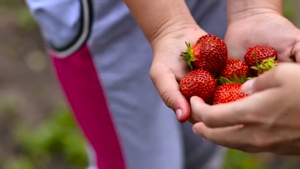 Girl with strawberry. — Stock Video