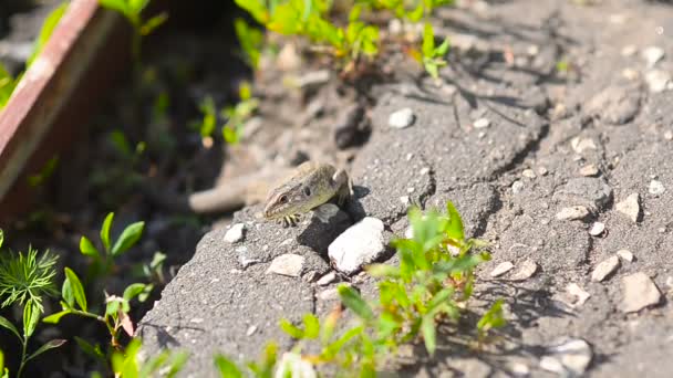 Lézard gris belle . — Video