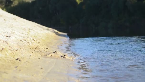 Playa en la orilla del río — Vídeo de stock