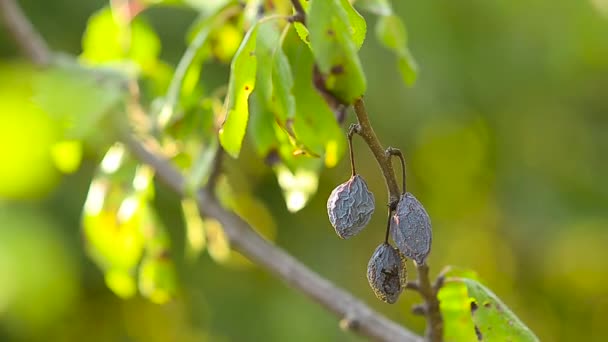 Ciruela azul fruta seca en una rama — Vídeo de stock