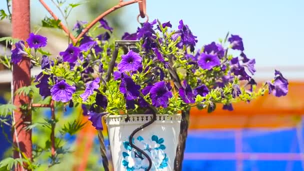 Flores azules en un jarrón en el jardín del hogar — Vídeos de Stock