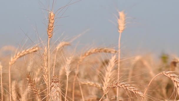 Trigo contra el cielo azul, cerca, cosecha de grano — Vídeo de stock