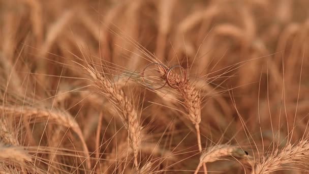 Весільні золоті кільця на вусі пшениці — стокове відео