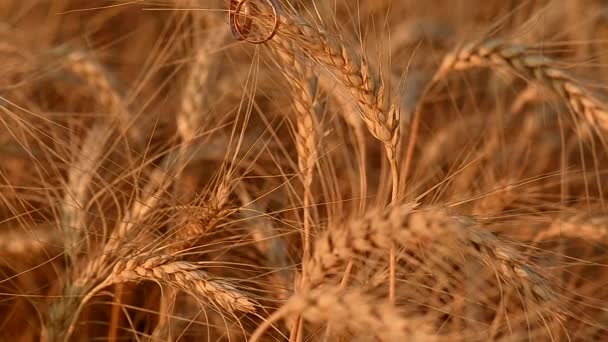 Свадебные золотые кольца на колосе пшеницы — стоковое видео