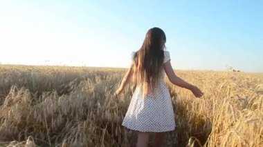 genç kız bir buğday alanı, sarı olgun buğday tanesi dokunuşlar çalışıyor