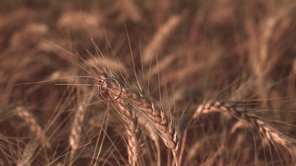 Anelli d'oro nuziale su spiga di grano — Video Stock