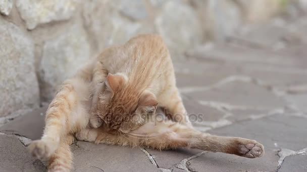 Katze fängt Flöhe, leckt, wäscht sich, Katze ruht auf Gartenweg — Stockvideo