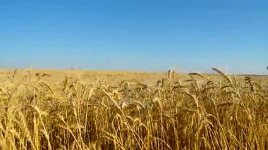 alan altın buğday ile.