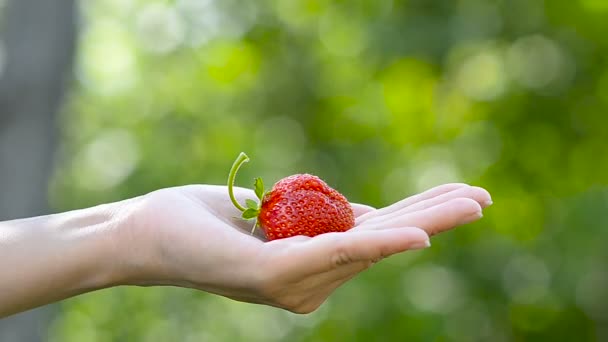 Bär mogna jordgubbar i handflatan med en tjej — Stockvideo