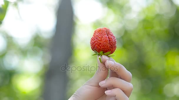 Berries ripe strawberry in the palm of a girl — Stock Video