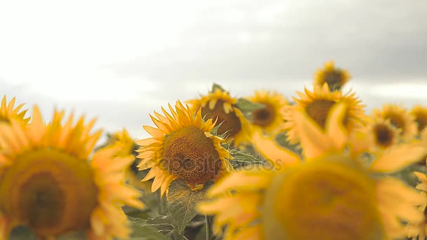 Gele zonnebloemen in het veld zwaaiend in de wind — Stockvideo