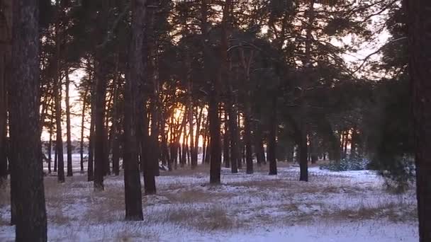 Winterlandschap, sneeuw in bossen, zonsondergang in de winter bos, zon verlicht pijnboomtakken — Stockvideo