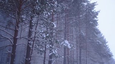 İğne yapraklı orman, ağaçlar rüzgar, muhteşem kış orman geceleri gelen düşen kar kar yağışı