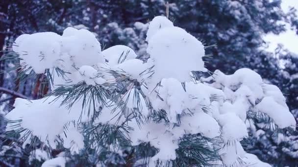 Pine κλαδιά καλυμμένα με λευκό χιόνι στο φόντο ενός δάσους χειμώνα, γκρο πλαν — Αρχείο Βίντεο